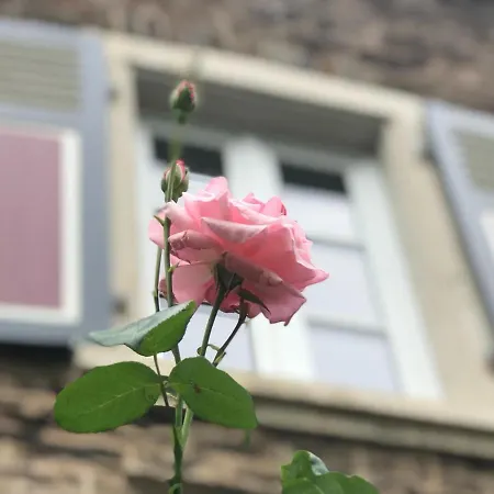 Moselhaus Отель типа 