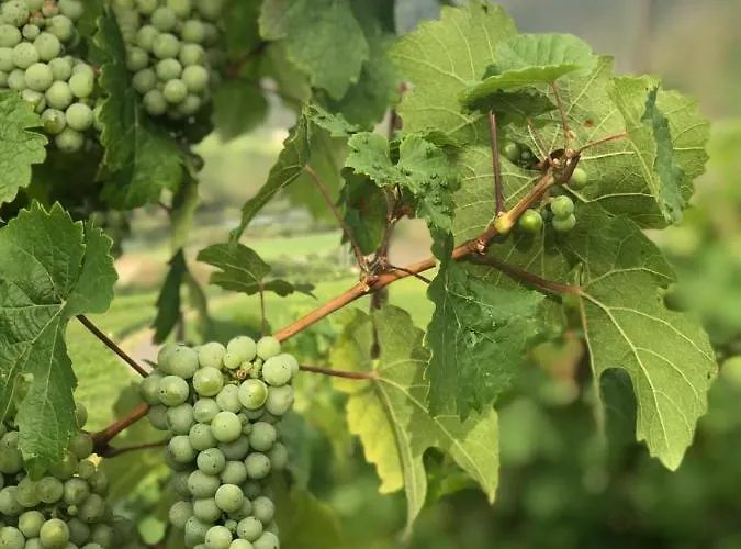 Moselhaus Bed and Breakfast Ediger-Eller