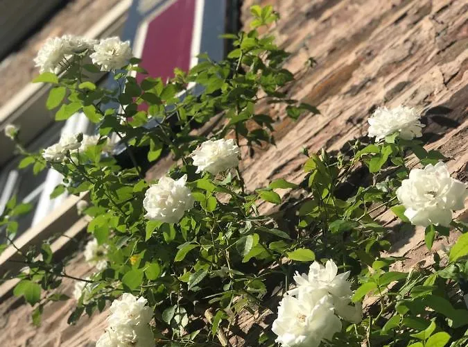 Bed and Breakfast Moselhaus Ediger-Eller