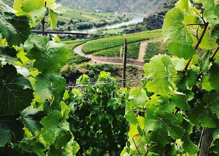 Moselhaus Отель типа 