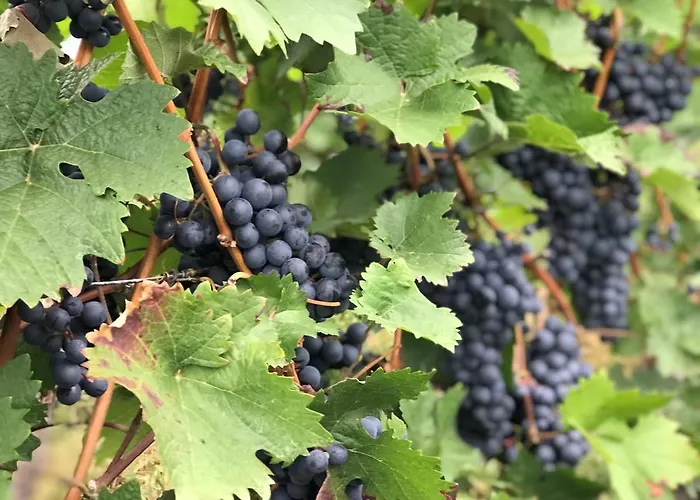 Moselhaus Bed and Breakfast 3*